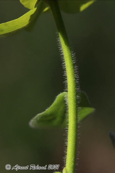 Euphorbia polychroma 7