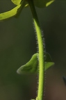 Euphorbia polychroma 7