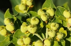 Euphorbia austriaca 1