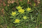 Euphorbia austriaca 3