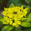 Euphorbia austriaca 4