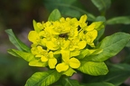 Euphorbia austriaca 4