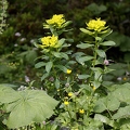 Euphorbia austriaca 6