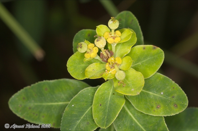 Euphorbia_villosa_1.jpg