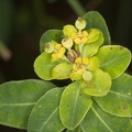 Euphorbia villosa 1