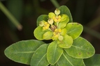 Euphorbia villosa 1