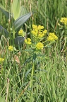 Euphorbia villosa 2