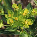 Euphorbia villosa 3