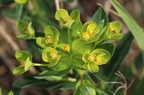 Euphorbia villosa 3