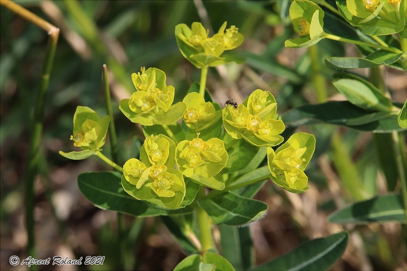 Euphorbia_villosa_4.jpg