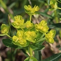 Euphorbia villosa 4