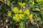 Euphorbia villosa 4
