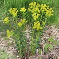 Euphorbia villosa 5