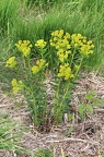 Euphorbia villosa 5
