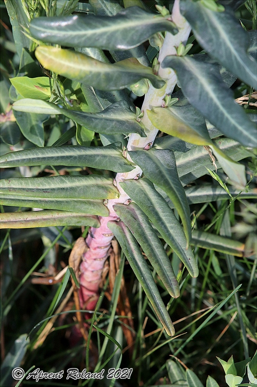 Euphorbia lathyris 1
