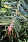 Euphorbia lathyris 1