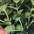 Euphorbia lathyris 2
