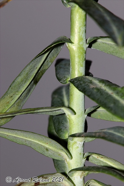 Euphorbia_lathyris_3.jpg