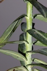 Euphorbia lathyris 3