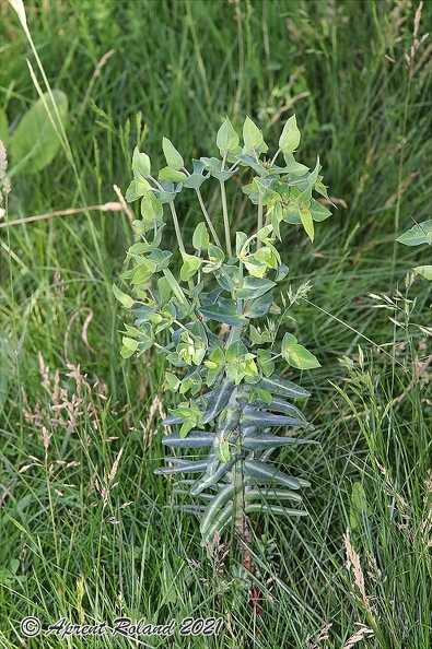 Euphorbia lathyris 4