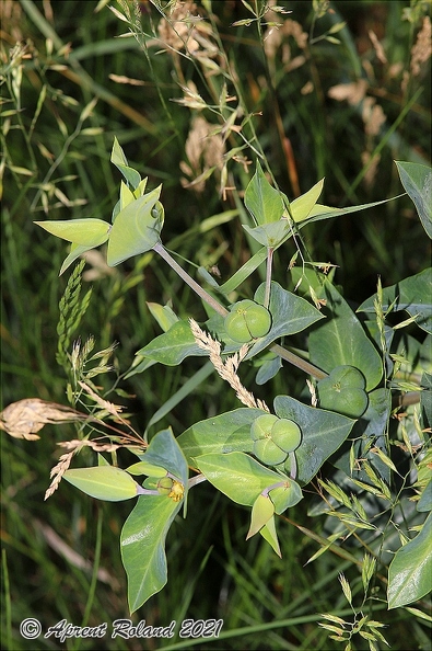 Euphorbia lathyris 5