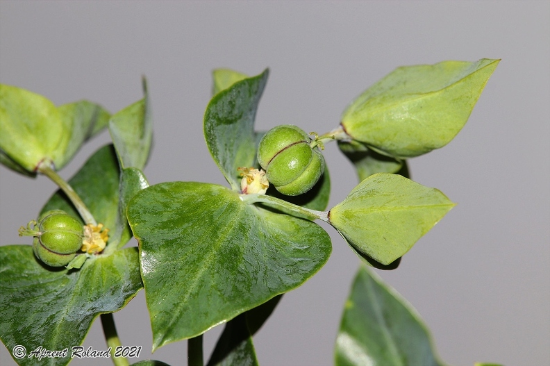 Euphorbia lathyris 6