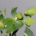 Euphorbia lathyris 6