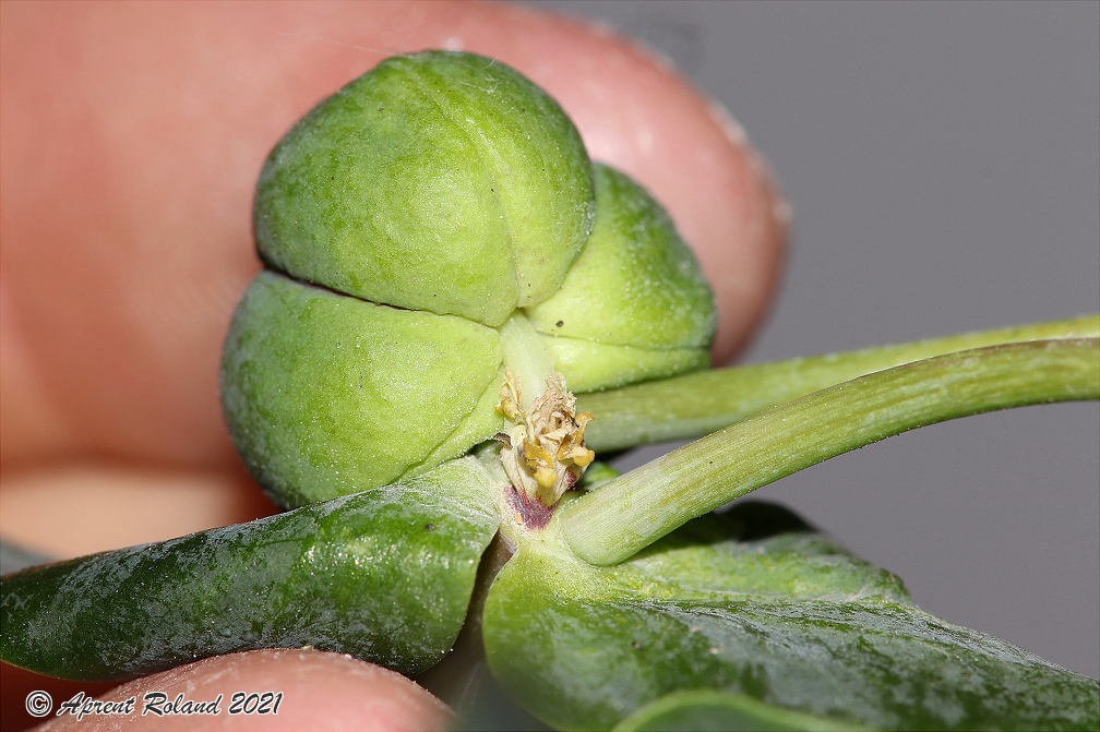 Euphorbia lathyris 7