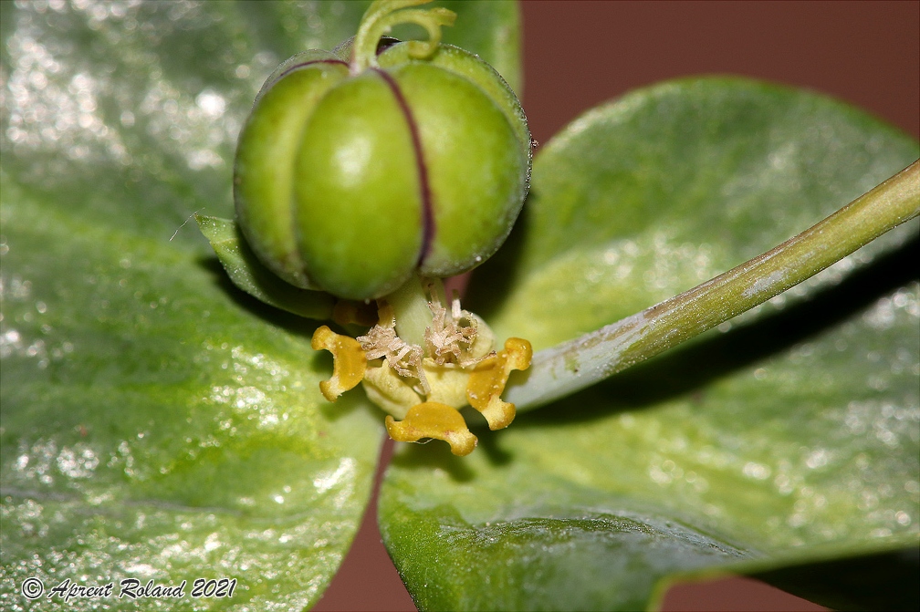 Euphorbia lathyris 8
