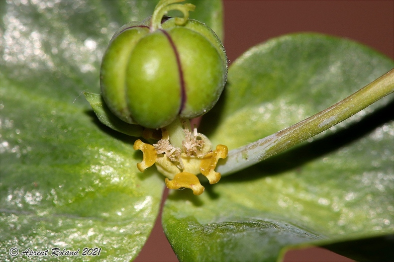 Euphorbia_lathyris_8.jpg