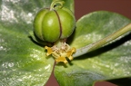 Euphorbia lathyris 8