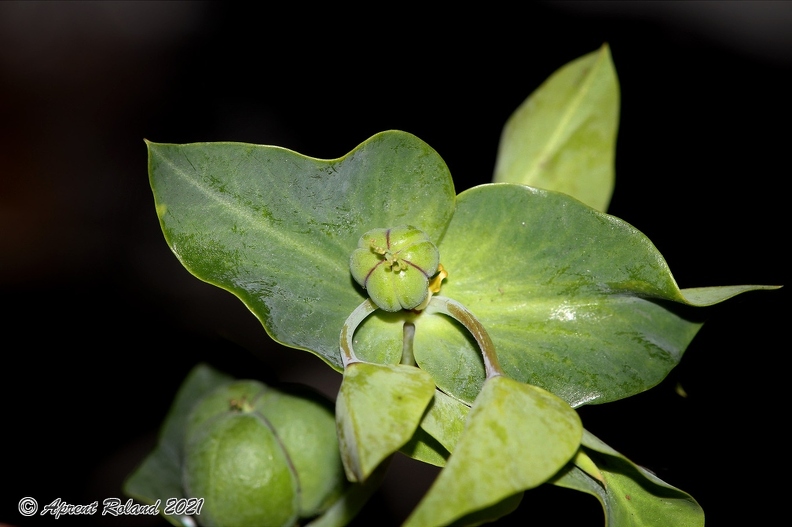 Euphorbia lathyris 9