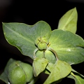 Euphorbia lathyris 9