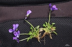 Viola alpina 1