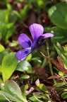 Viola alpina 3