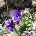 Viola alpina 4