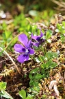 Viola alpina 5