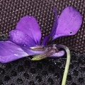 Viola alpina 6