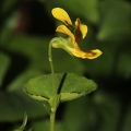 Viola biflora 01