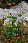Viola biflora 02