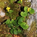Viola biflora 03