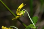 Viola biflora 04