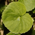 Viola biflora 09