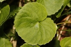 Viola biflora 09