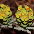 Euphorbia_saxatilis_1.jpg