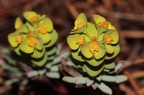 Euphorbia saxatilis 1
