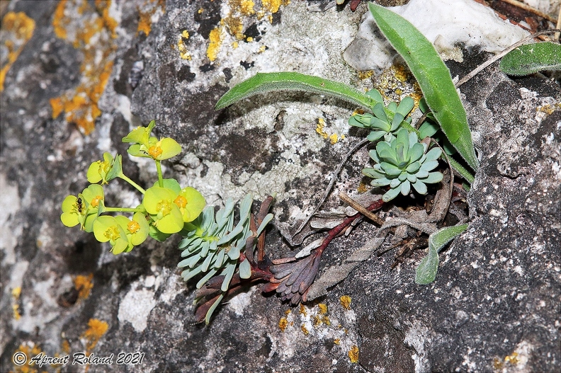 Euphorbia saxatilis 2