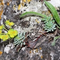 Euphorbia saxatilis 2