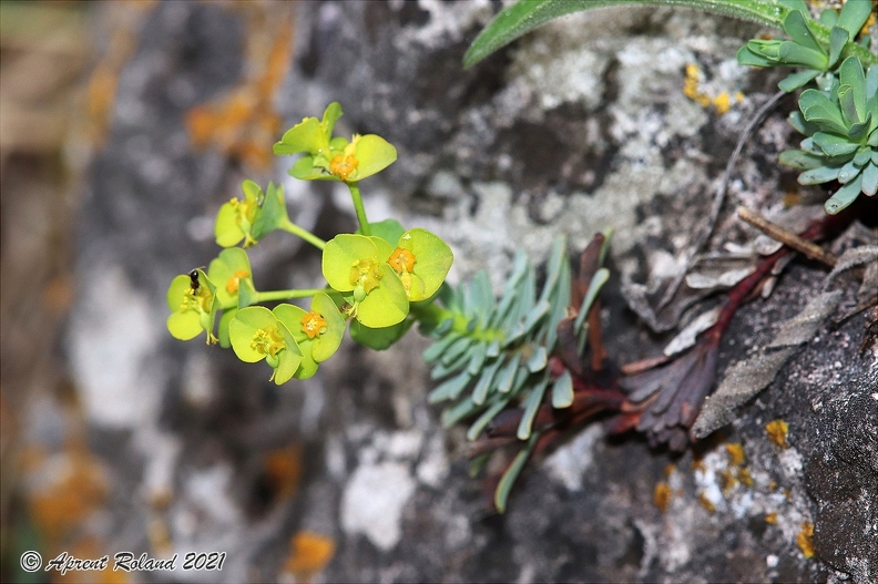 Euphorbia_saxatilis_3.jpg