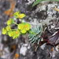 Euphorbia saxatilis 3